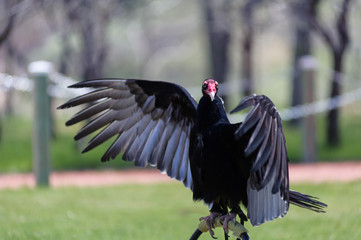 Turkey Vulture wings open perched