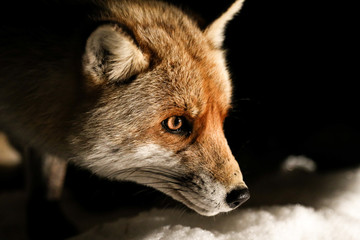 The Fox's eye