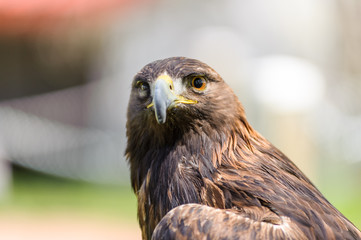 Golden Eagle front view, Alberta, Canada