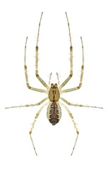Spider Linyphia triangularis