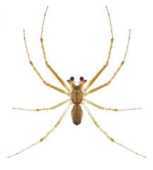 Spider Linyphia triangularis