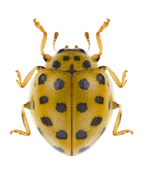 Beetle Psyllobora vigintiduopunctata