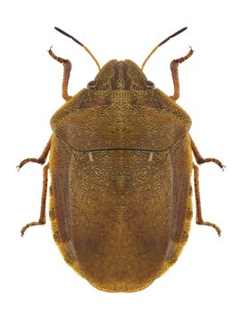 Bug Eurygaster testudinaria