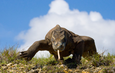 Fototapeta premium Komodo dragon is on the ground. Interesting perspective. The low point shooting. Indonesia. Komodo National Park. An excellent illustration.