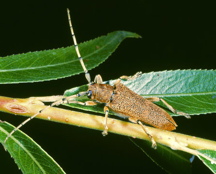 cerambice del pioppo (saperda carcharias)