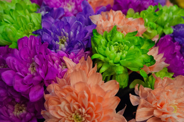 flowers close-up