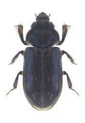 Beetle Heterocerus fenestratus