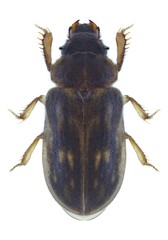 Beetle Heterocerus fenestratus