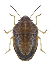 Bug Neottiglossa leporina