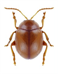 Beetle Sphaeroderma testaceum