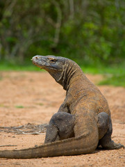 Komodo dragon is on the ground. Interesting perspective. The low point shooting. Indonesia. Komodo National Park. An excellent illustration.