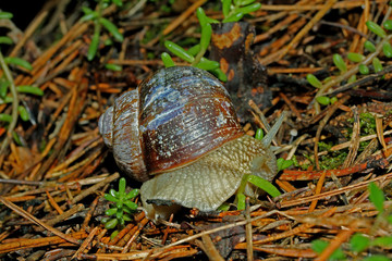 chiociola (helix pomatia)