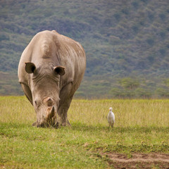 Obraz premium Big wild white rhinoceros grazing grass with cattle egret