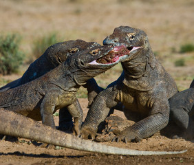 Komodo dragons eat their prey. Indonesia. Komodo National Park. An excellent illustration.