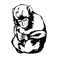 Monkey sitting - freehand drawing