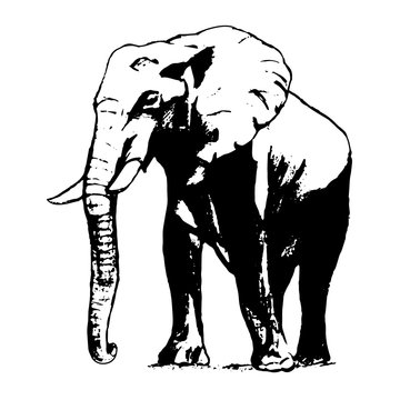 Elephant in black and white, the graphic from the hand