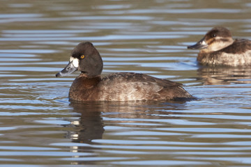 Female Redhead Duck Swimming