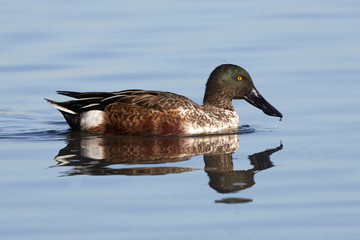 Northern Shoveler Duck With Reflection and Water Drop on Bill