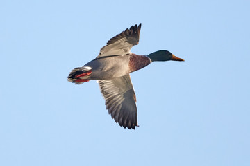 Male Mallard Duck in Flight Against Blue Sky