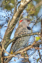 Northern Flicker Bird Perched in a Tree