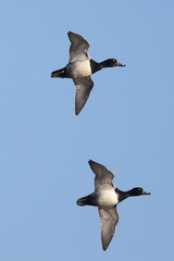 Two Male Ring-necked Ducks in Flight