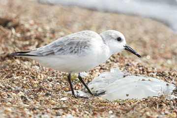 Sanderling Bird Eating a Jellyfish on the Beach