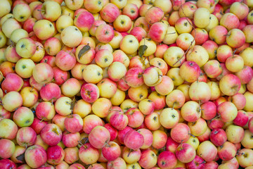 organic small apples