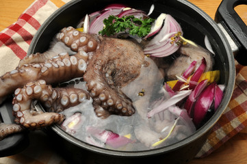 Octopus vulgaris マダコ Осьминог обыкновенный 普通章魚 Ośmiornica zwyczajna რვაფეხა Polpo Pieuvre commune Gewöhnlicher Krake Meritursas Achtarm Polvo-comum Pulpo común תמנון החוף © Comugnero Silvana