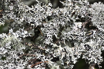 Tube lichen hypogymnia physodes