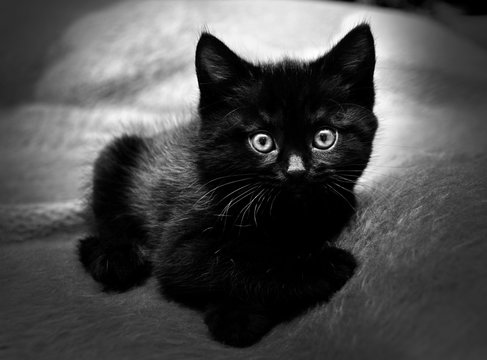 Black kitten lays on a sofa at home, black and white picture