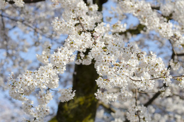 Japan cherry blossom or Sakura, which will fully blooming in spring