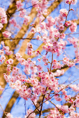 Spring Sakura Cherry Blossom.  pink blossom sukura flowers
