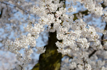 Japan cherry blossom or Sakura, which will fully blooming in spring