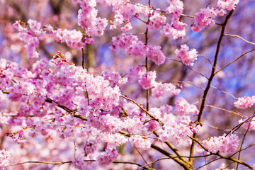 Spring Sakura Cherry Blossom.  pink blossom sukura flowers