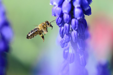 Pszczoła - obrazy, fototapety, plakaty