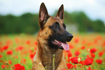 Belgian Shepherd dog Malinois sitting in a poppy field
