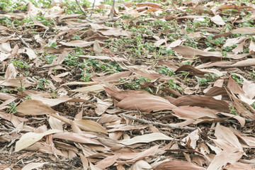 The leaves fall on the floor