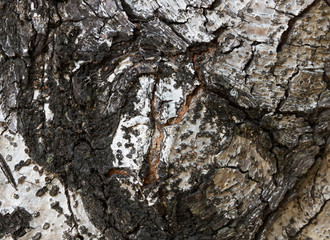 Texture of bark of background