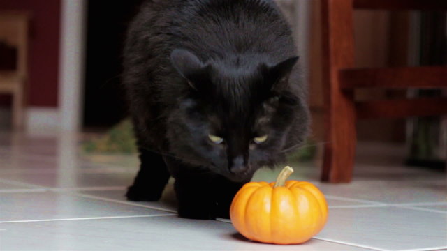 Black cat inspects small pumpkin 