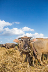 Water buffalo standing on rice field after harvest under beautif