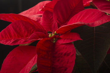 Fototapeta premium Christmas poinsettia