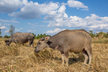 Fototapeta premium Water buffalo standing on rice field after harvest under beautif