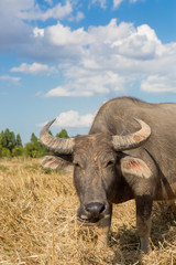 Fototapeta premium Water buffalo standing on rice field after harvest under beautif