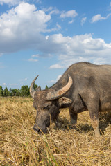 Fototapeta premium Water buffalo standing on rice field after harvest under beautif