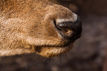 Obraz premium Hirsch