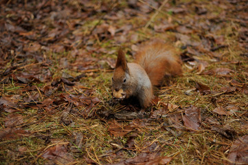 Red squirrel in the park eating a walnuts