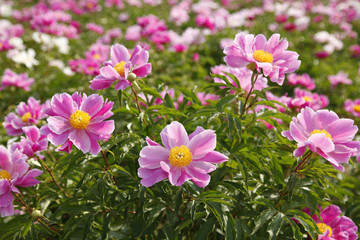 The peony in the park
