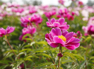 Fototapeta premium The peony in the park