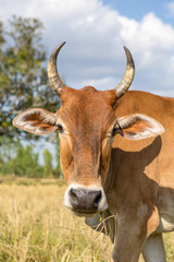 cow in rice field after harvest with blue sky