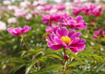 The peony in the park